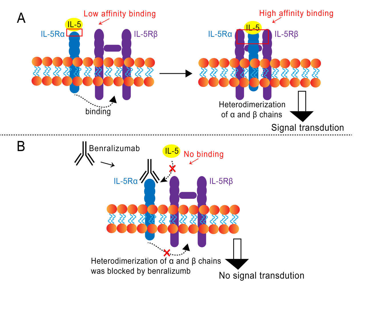 Mechanism of Action of Benralizumab